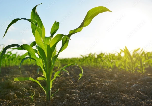 Insumos agrícolas AESM
