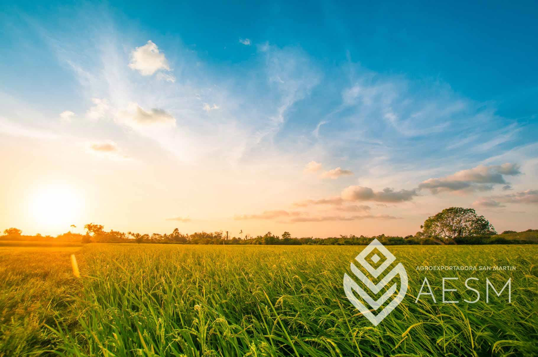 Campo de cultivo agrícola al amanecer