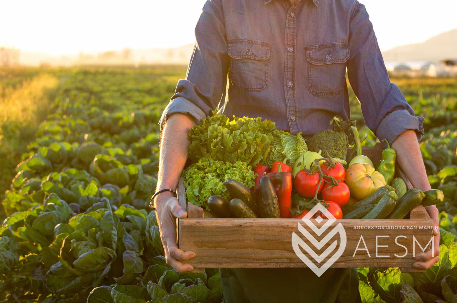 Suelo agrícola saludable con cultivos